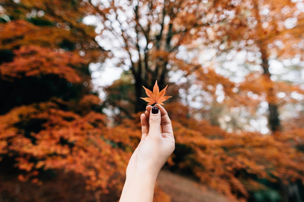 Eine herbstliche Szene in Breenhold Gardens, Mount Wilson, Australien: Eine Hand mit lackierten Fingernägeln hält ein rötliches, siebenzackiges Laubblatt hoch, im Hintergrund sind unscharf Bäume im rötlichen Herbstkleid zu sehen