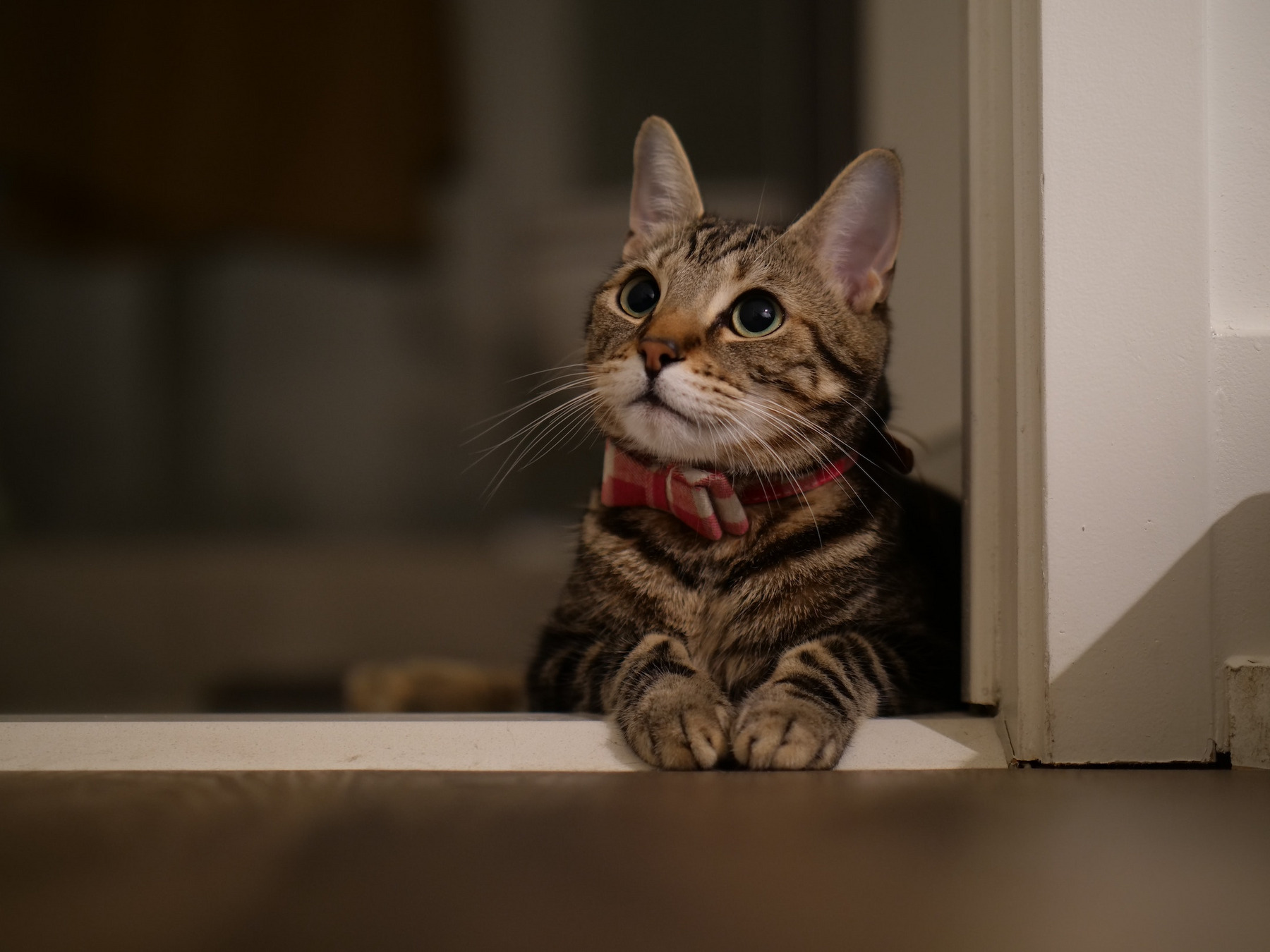 Eine grau getigerte Katze liegt in einem Türrahmen und schaut keck nach oben.