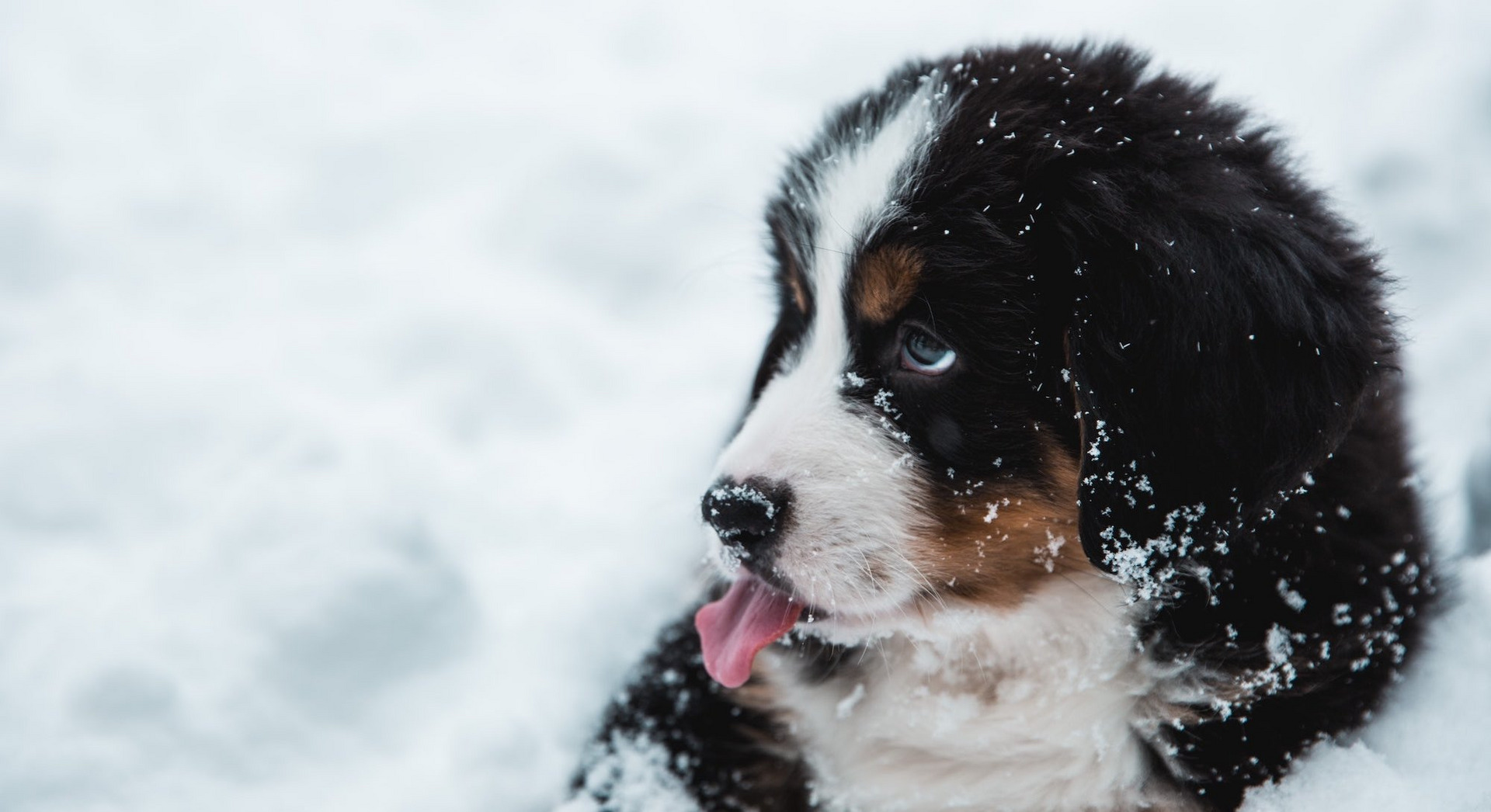 Ein Hund im Schnee