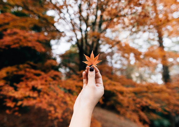 Eine herbstliche Szene in Breenhold Gardens, Mount Wilson, Australien: Eine Hand mit lackierten Fingernägeln hält ein rötliches, siebenzackiges Laubblatt hoch, im Hintergrund sind unscharf Bäume im rötlichen Herbstkleid zu sehen