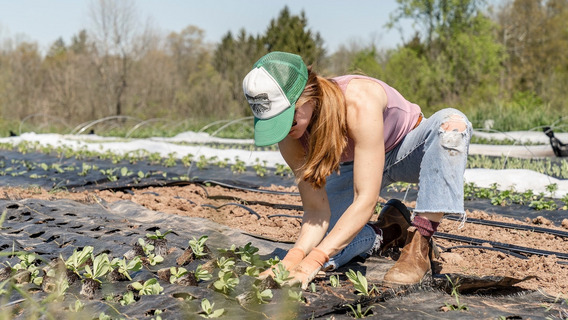 Eine Frau in pinkem Shirt und blauen Jeans kniet vor einer von ihr angelegten Plantage aus Nutzpflanzen und setzt einen Steckling ein. Im Hintergrund des Fotos erkennt man weitere Reihen von Pflanzen.