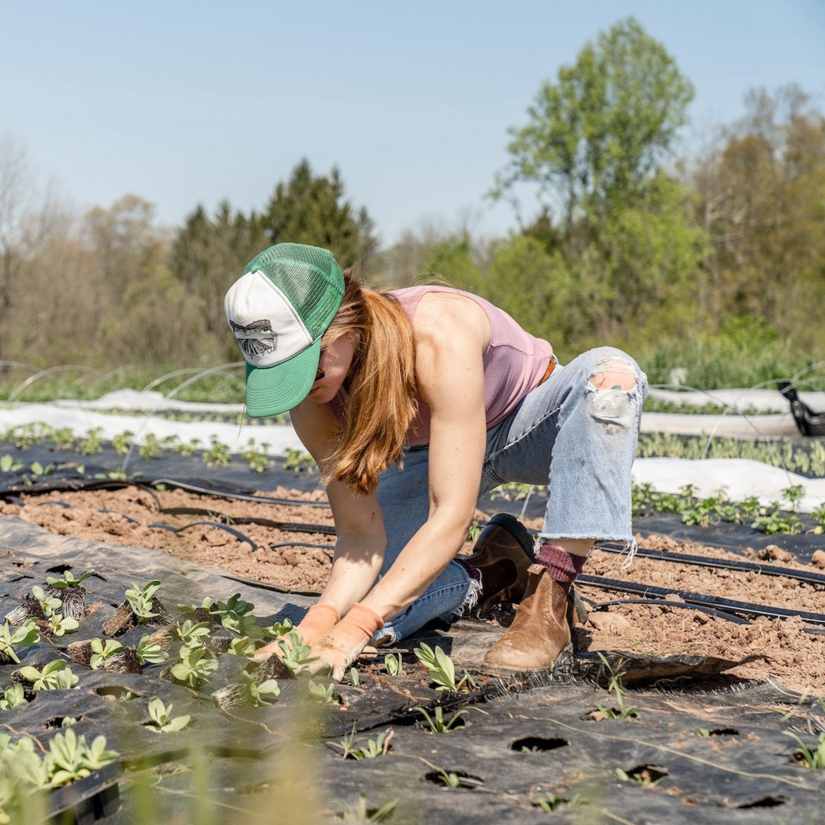 Eine Frau in pinkem Shirt und blauen Jeans kniet vor einer von ihr angelegten Plantage aus Nutzpflanzen und setzt einen Steckling ein. Im Hintergrund des Fotos erkennt man weitere Reihen von Pflanzen.