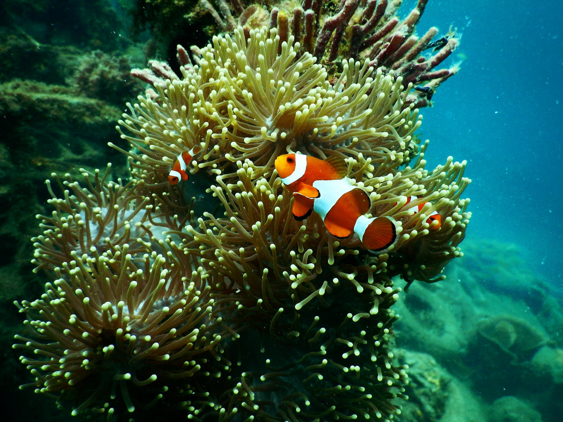 Clownfische am Great Barrier Reef