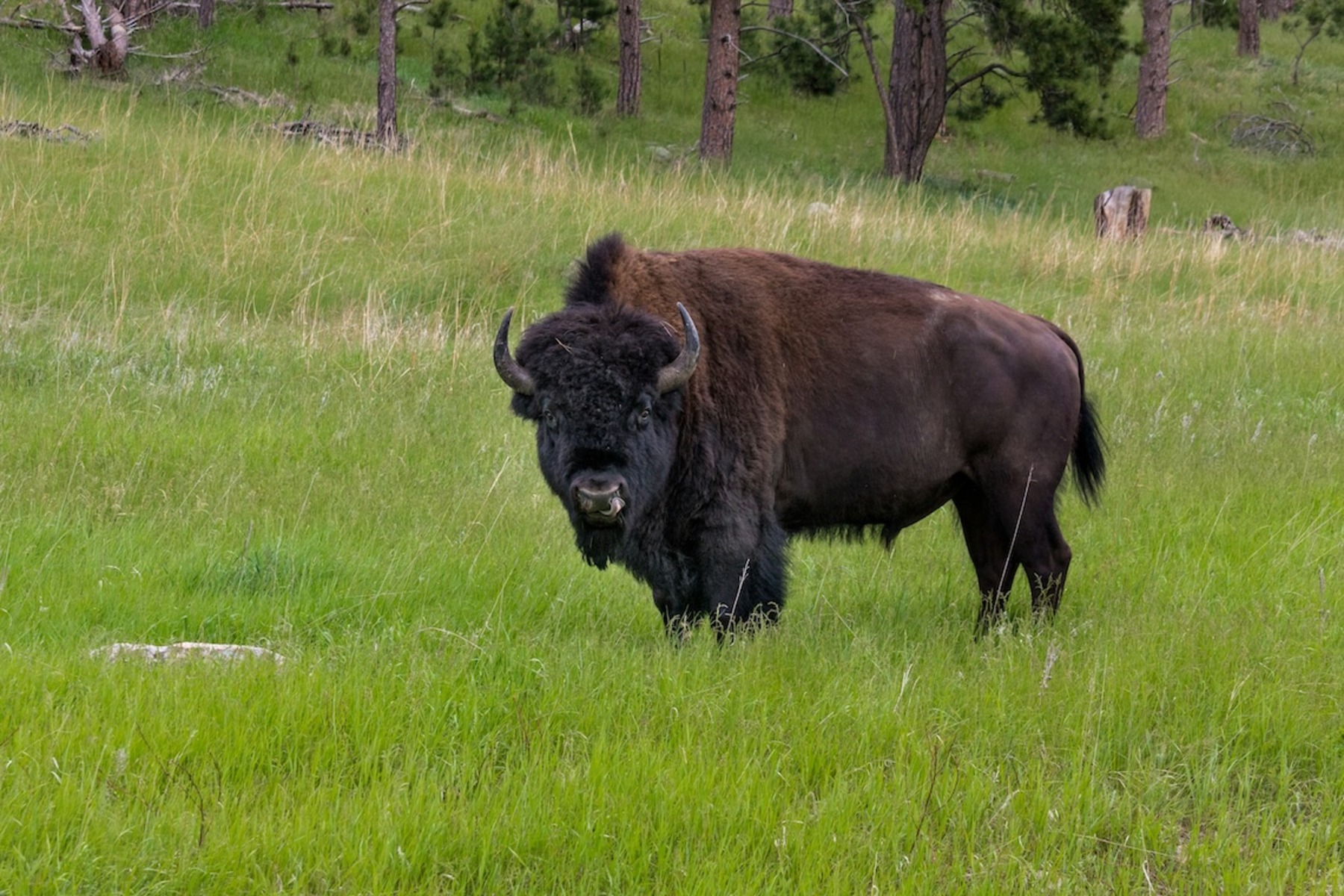 Ein dunkelbrauner Bison steht auf einer grünen Wiese vor Bäumen.