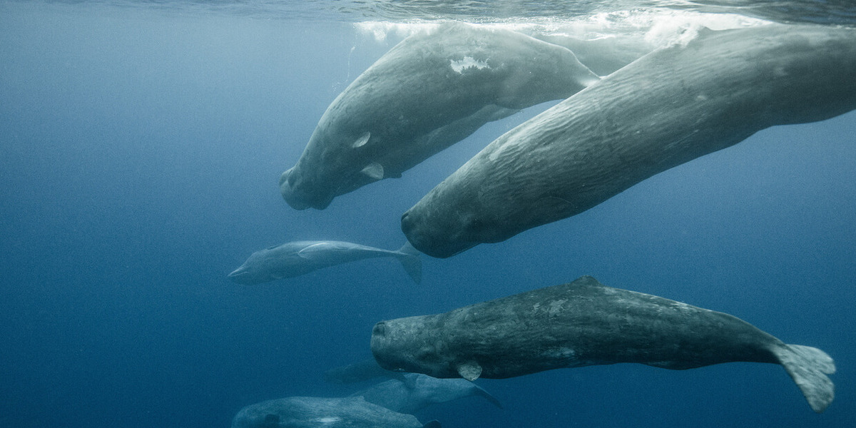 Eine Pottwal-Schule taucht ab.