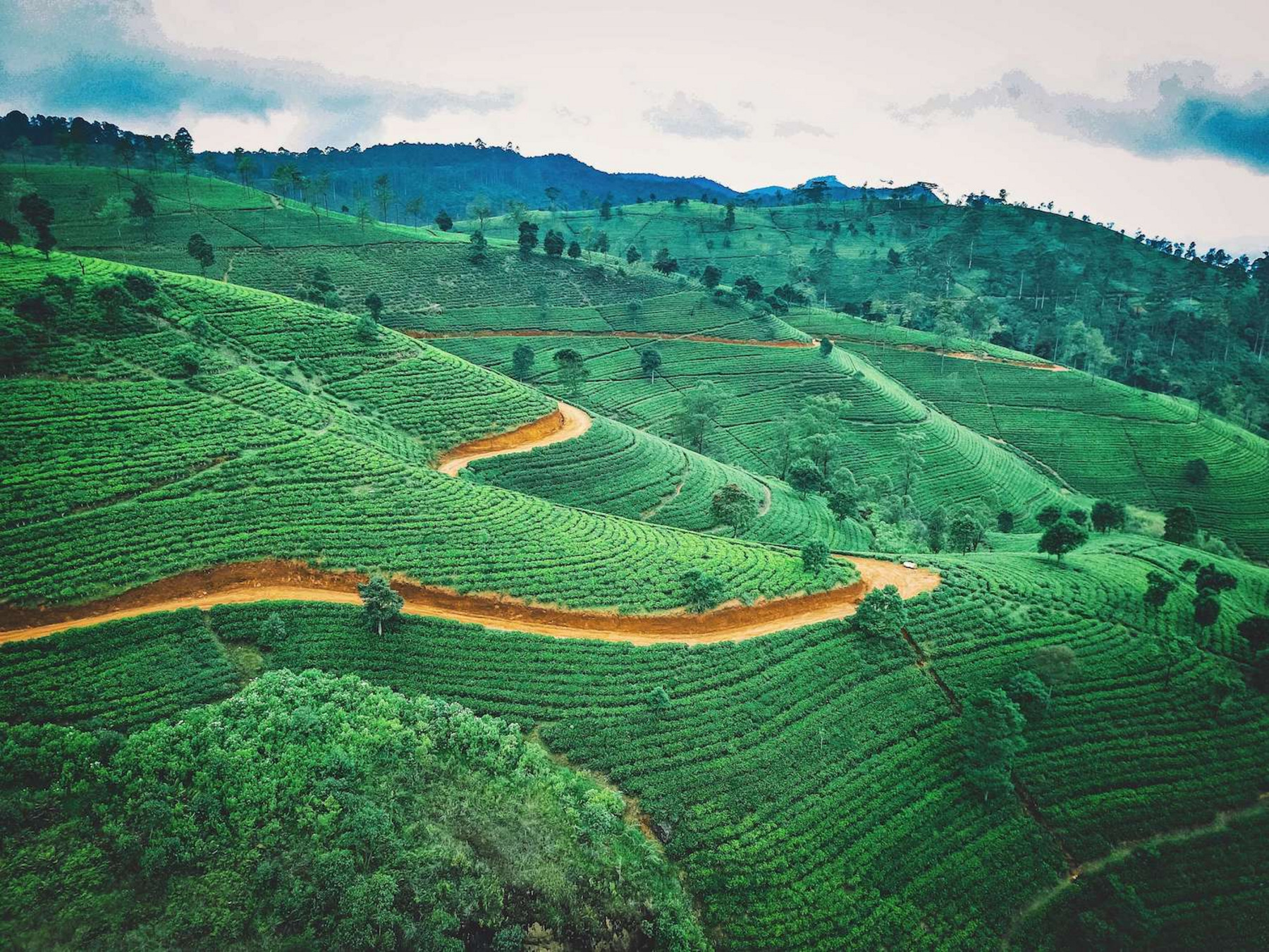 Eine Teeplantage auf Sri Lanka