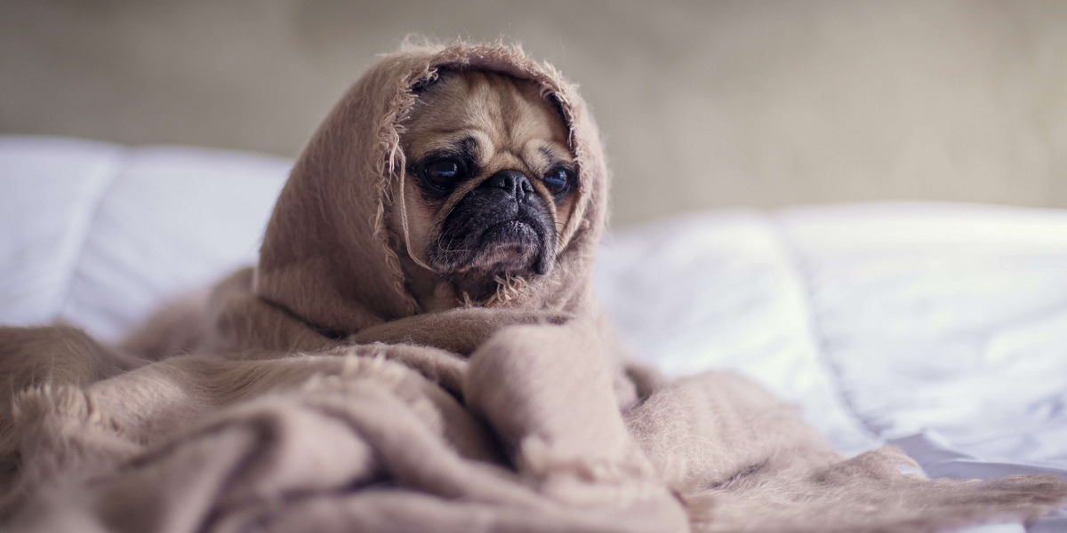 Mops im Bett