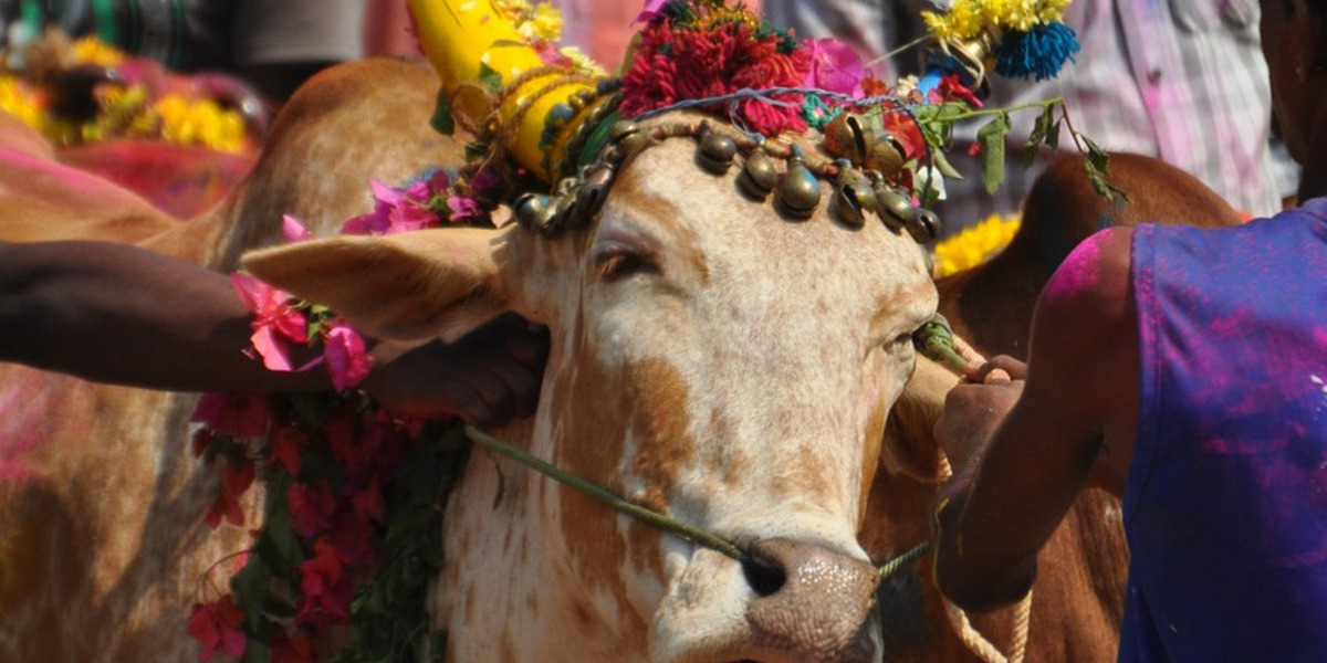 Ochsen und Büffeln werden zum Pongal-Fest traditionell die Hörner bemalt und mit Blumen geschmückt.