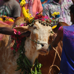 Ochsen und Büffeln werden zum Pongal-Fest traditionell die Hörner bemalt und mit Blumen geschmückt.