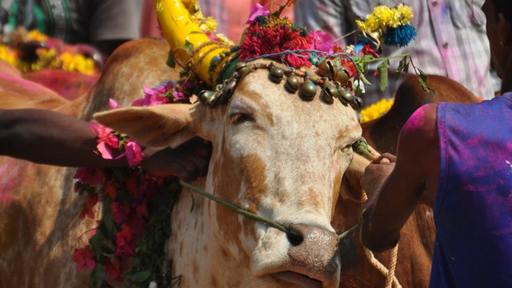 Ochsen und Büffeln werden zum Pongal-Fest traditionell die Hörner bemalt und mit Blumen geschmückt.