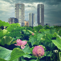 Blüten von Nelumbo Nucifera, auch bekannt als Lotos oder Seerose, im Shinobazu-Teich im Ueno-Park, Taito, Tokio, Japan, mit Blick auf Hochhäuser dahinter.