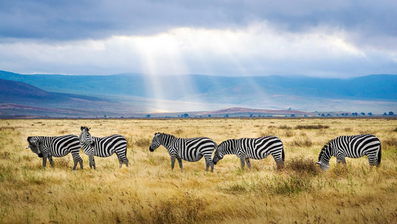 Eine Zebraherde in der Savanne des Ngorongoro-Kraters