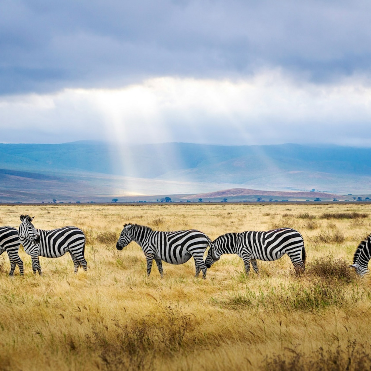 Eine Zebraherde in der Savanne des Ngorongoro-Kraters