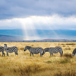 Eine Zebraherde in der Savanne des Ngorongoro-Kraters