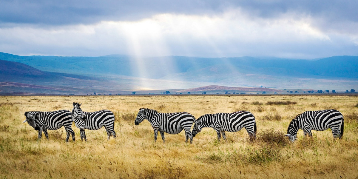 Eine Zebraherde in der Savanne des Ngorongoro-Kraters