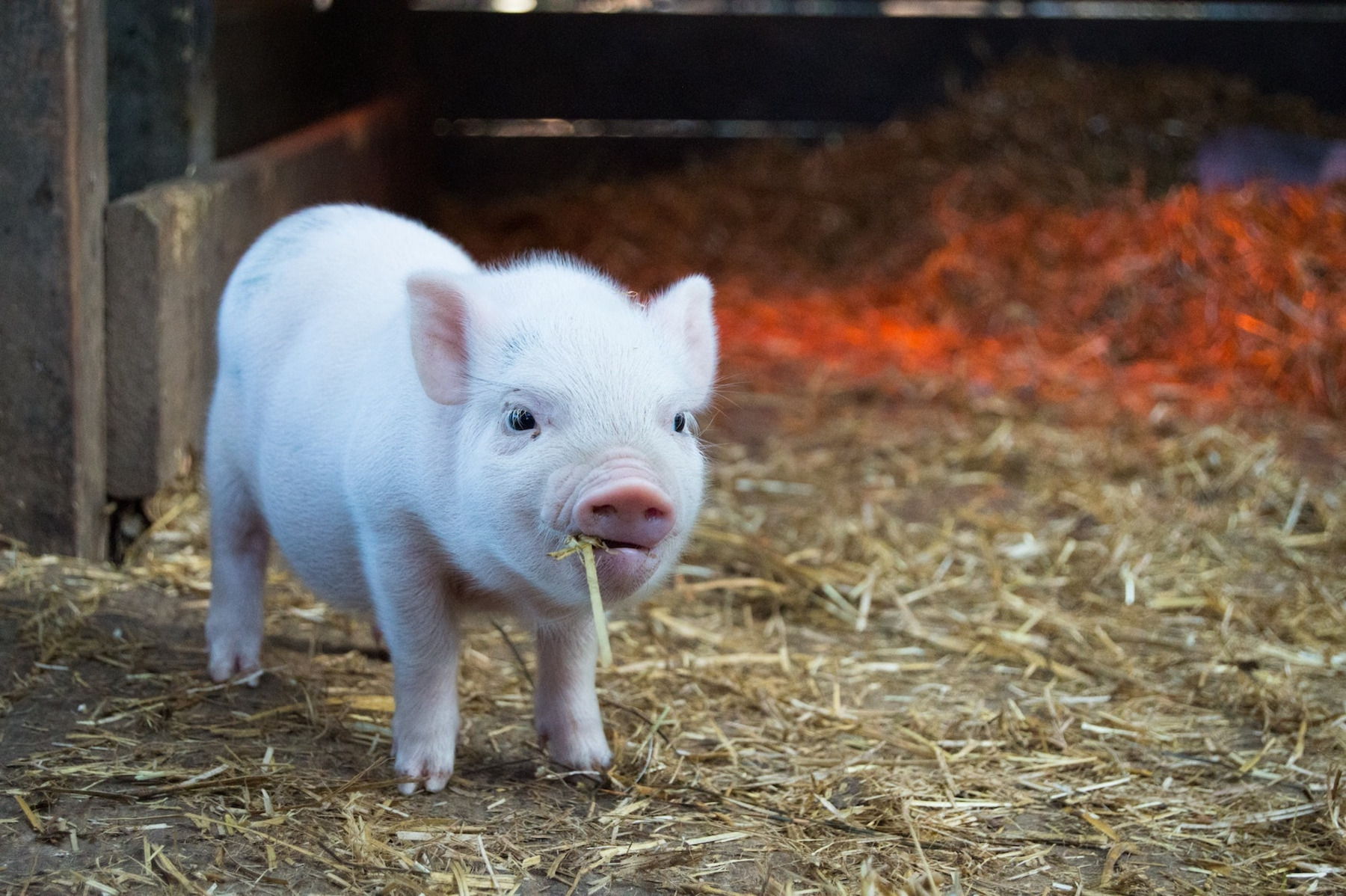 Ein kleines Ferkel schaut glücklich in die Kamera, weil es nicht gegessen werden wird