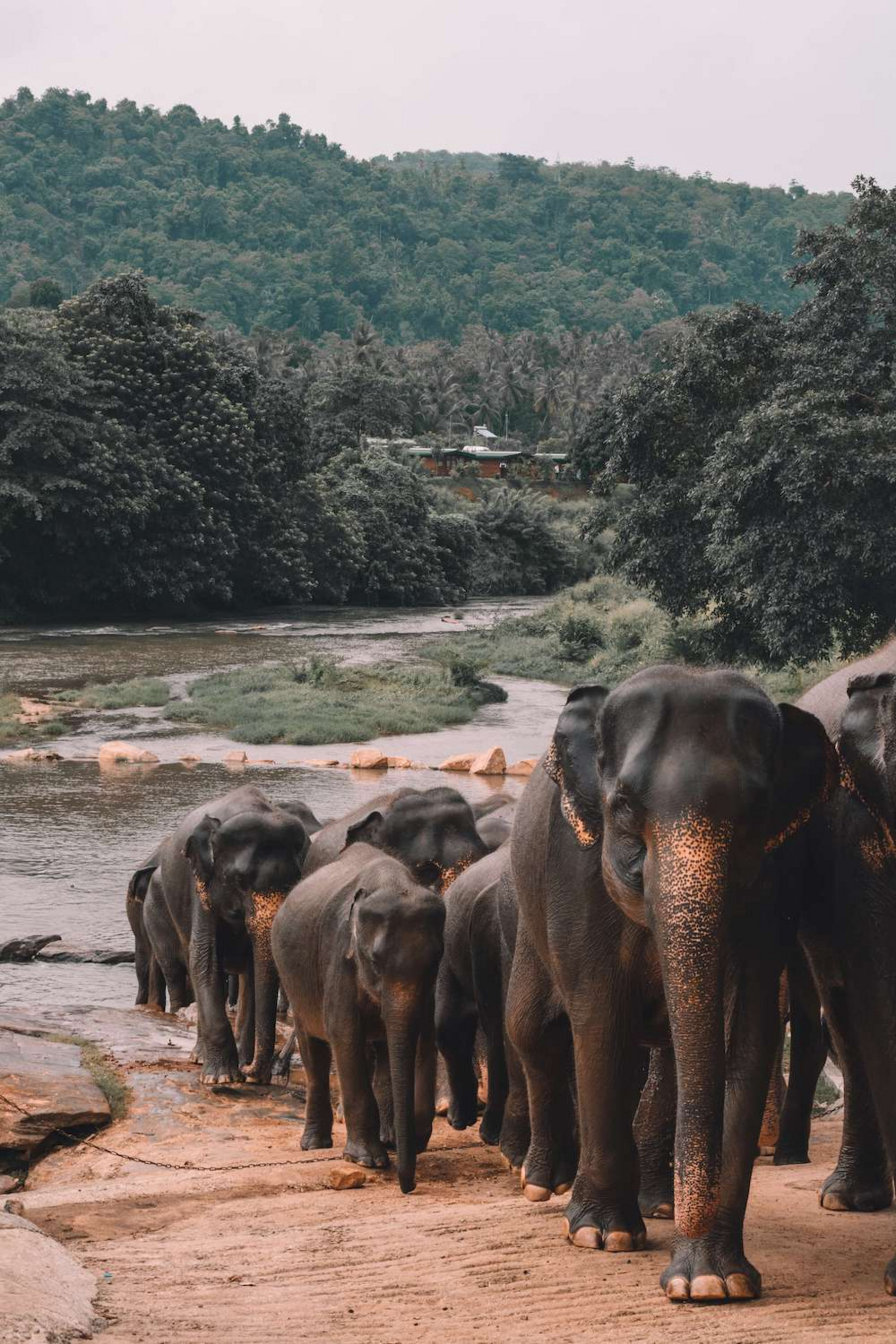 Elefanten wandern durch das Land
