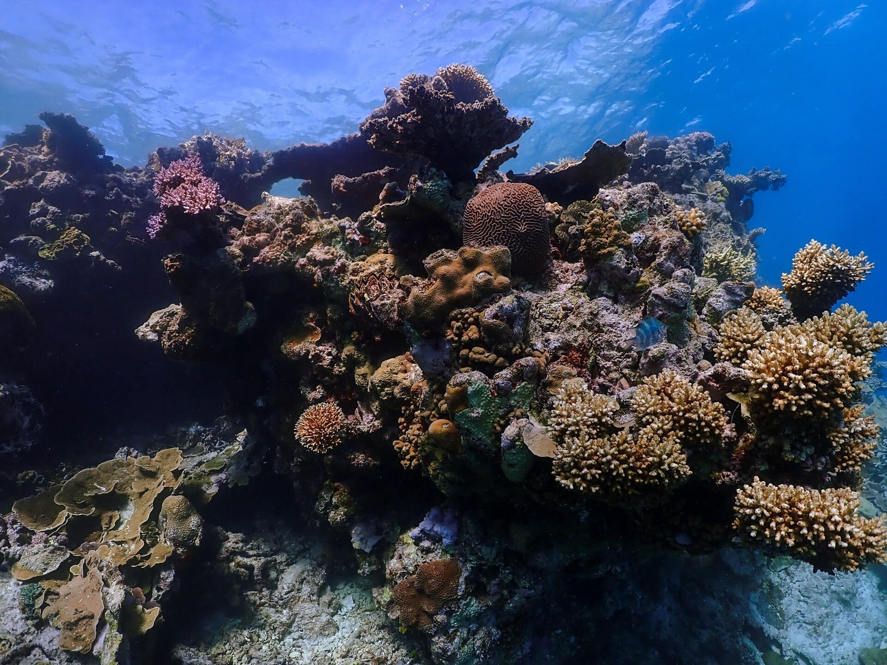 Korallen im australischen Great Barrier Reef.