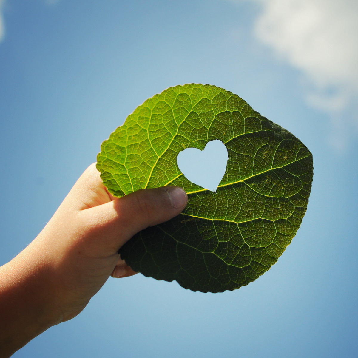 Eine Hand hält ein Blatt, in das ein Herz geschnitten ist, im Hintergrund der Himmel.