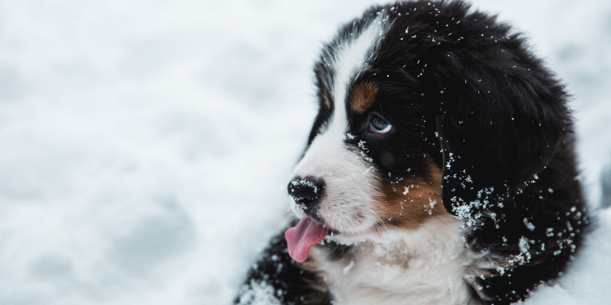 Ein Hund im Schnee