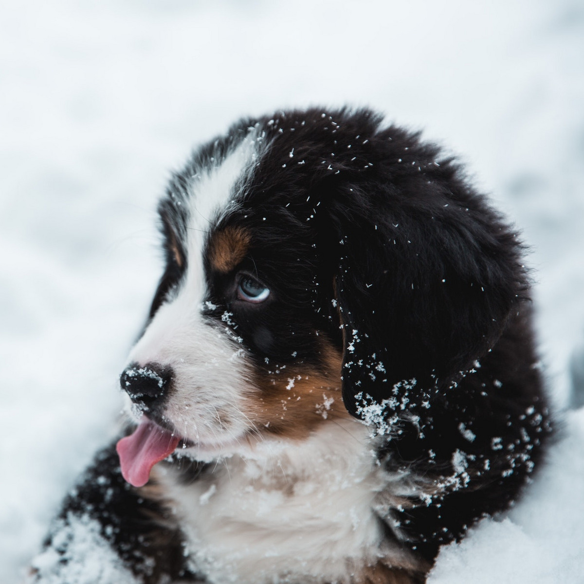 Ein Hund im Schnee