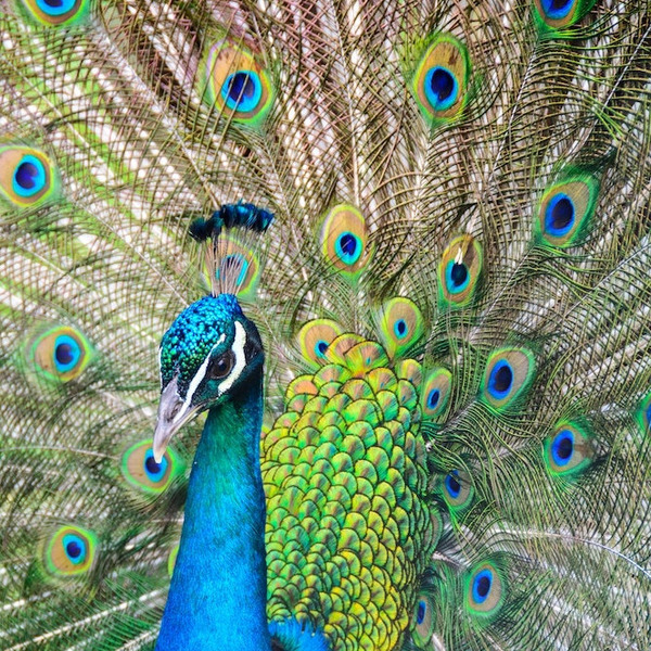 Ein Pfau mit gefächertem Gefieder, auf dem man gut die Pfauenaugen sehen kann. Der Pfau ist auch ein Zeichen für das Jesidentum.