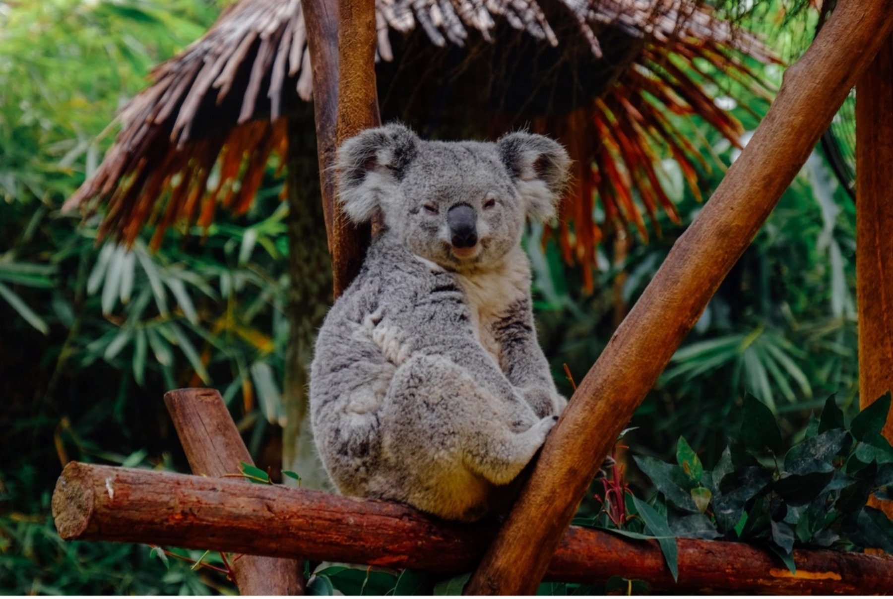 Ein Koala sitzt auf einem Baumstamm und schaut frontal in die Kamera.