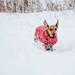 Ein Hund spielt im Schnee