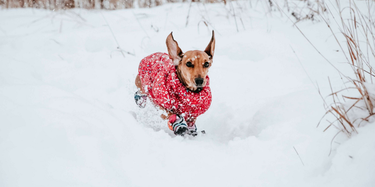 Ein Hund spielt im Schnee