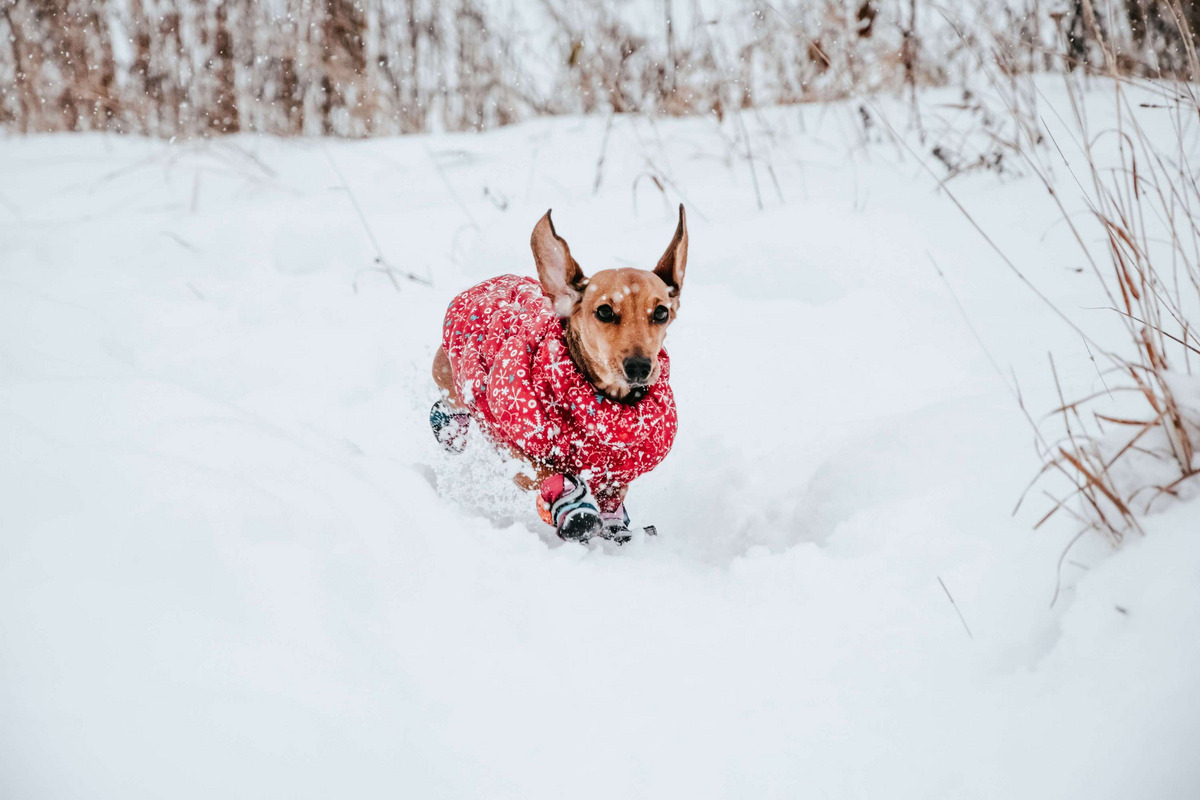 Ein Hund spielt im Schnee