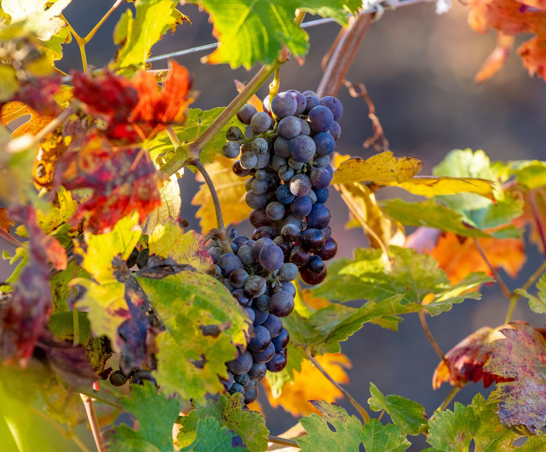 Reife Weintrauben hängen an einer Weinrebe
