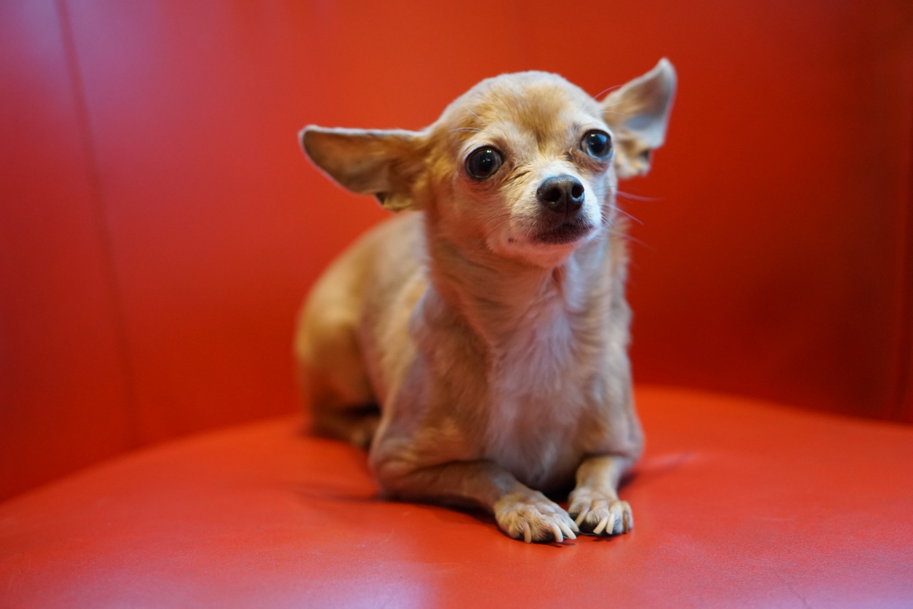 Chihuahua vor rotem Hintergrund