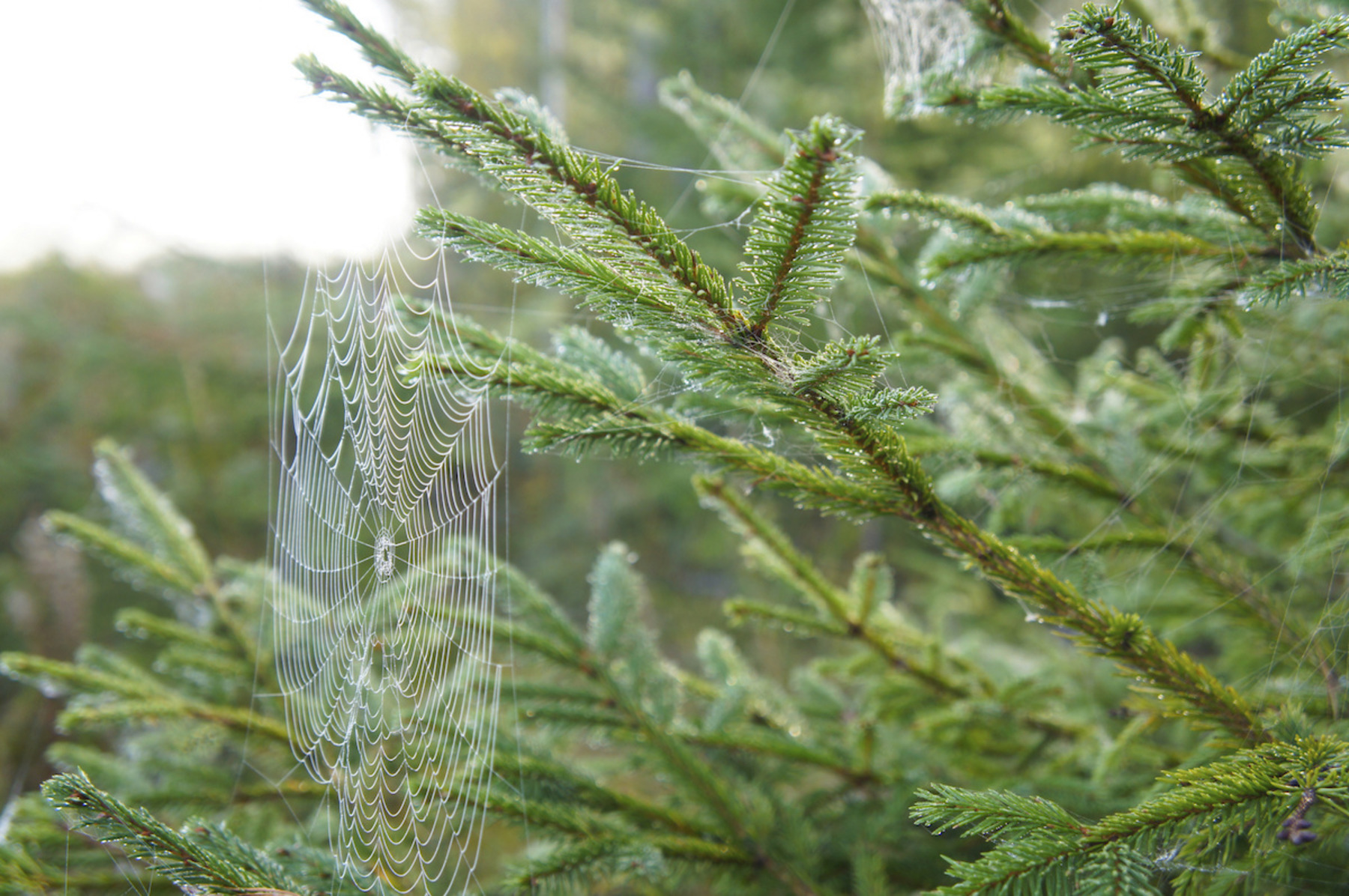 Spinnennetz in einem Baum