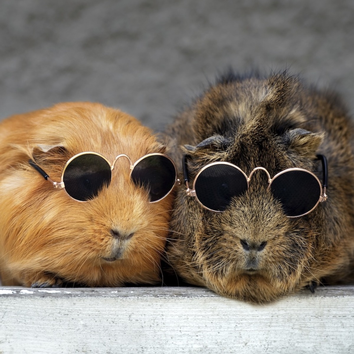 Zwei Meerschweinchen sitzen nebeneinander und tragen jeweils eine kleine runde Sonnenbrille. Das linke Meerschweinchen hat orangefarbenes, glattes Fell, das rechte hat braunes, zotteliges Fell.