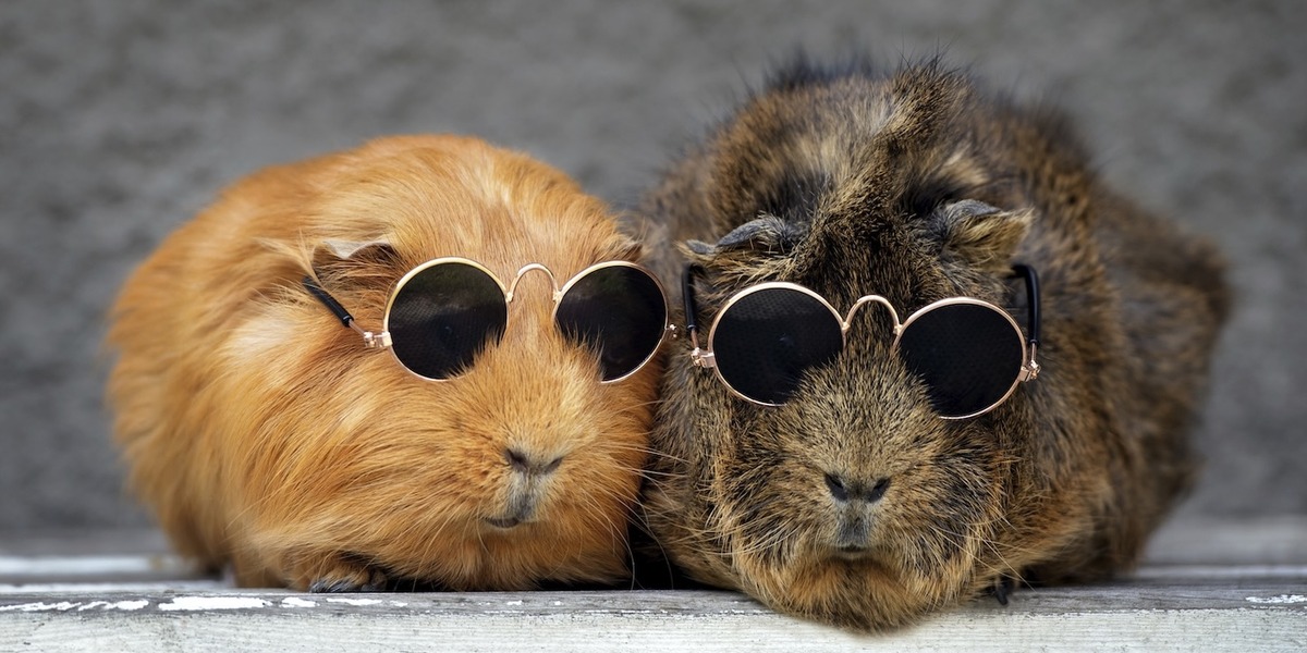 Zwei Meerschweinchen sitzen nebeneinander und tragen jeweils eine kleine runde Sonnenbrille. Das linke Meerschweinchen hat orangefarbenes, glattes Fell, das rechte hat braunes, zotteliges Fell.