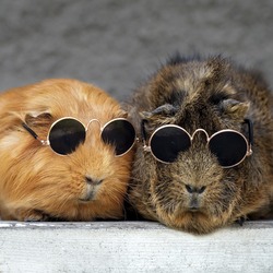Zwei Meerschweinchen sitzen nebeneinander und tragen jeweils eine kleine runde Sonnenbrille. Das linke Meerschweinchen hat orangefarbenes, glattes Fell, das rechte hat braunes, zotteliges Fell.