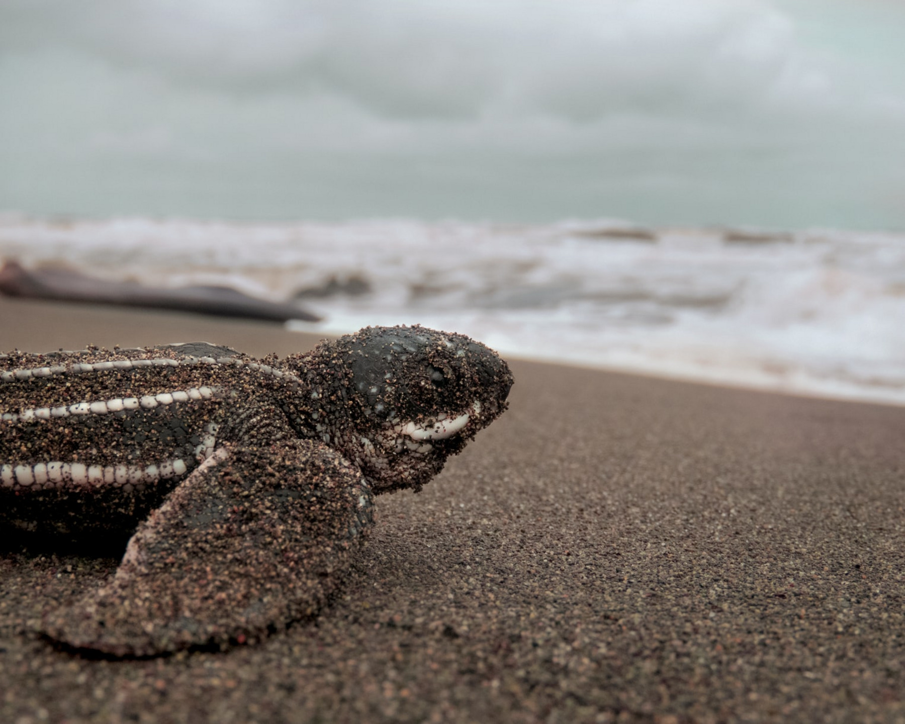 Wasserschildkröte am Strand