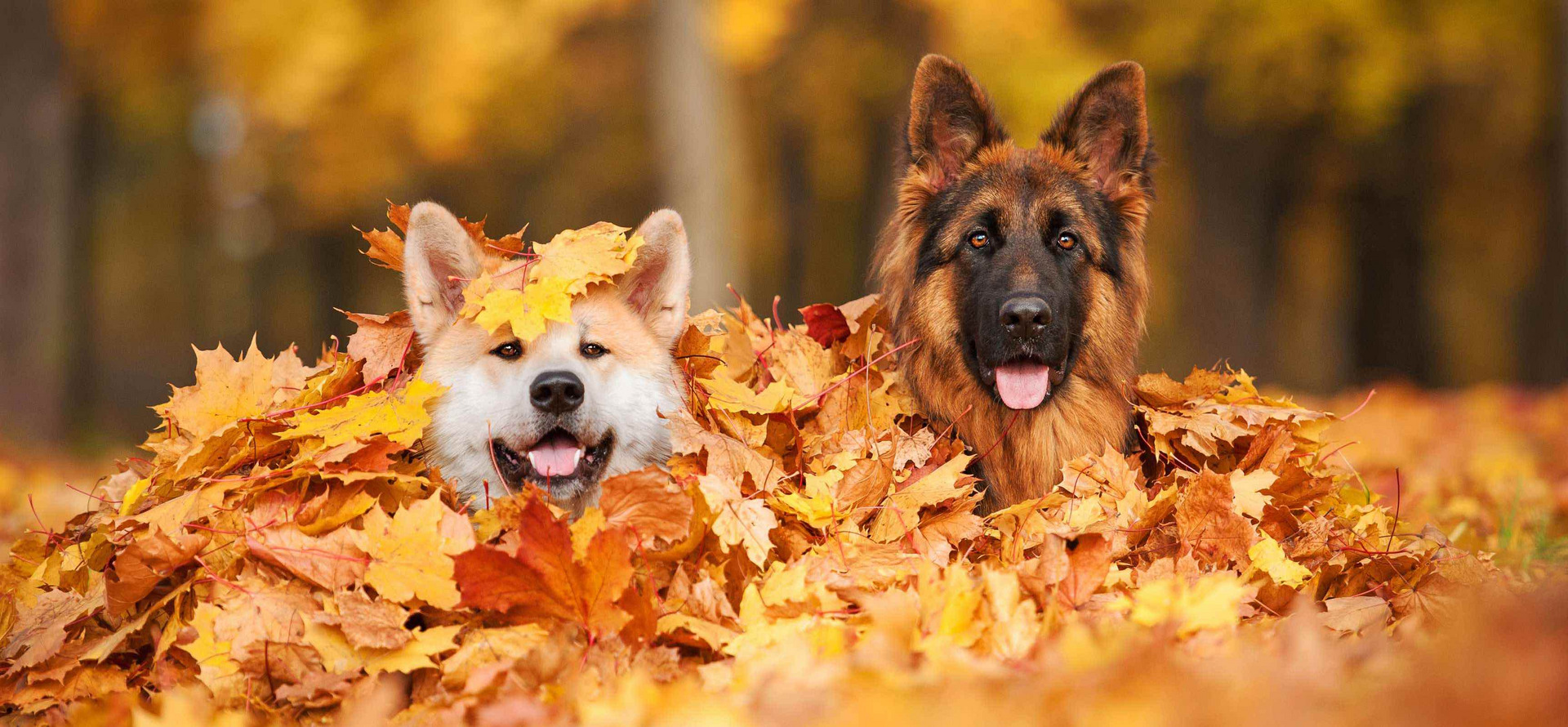 Hunde spielen im Laub