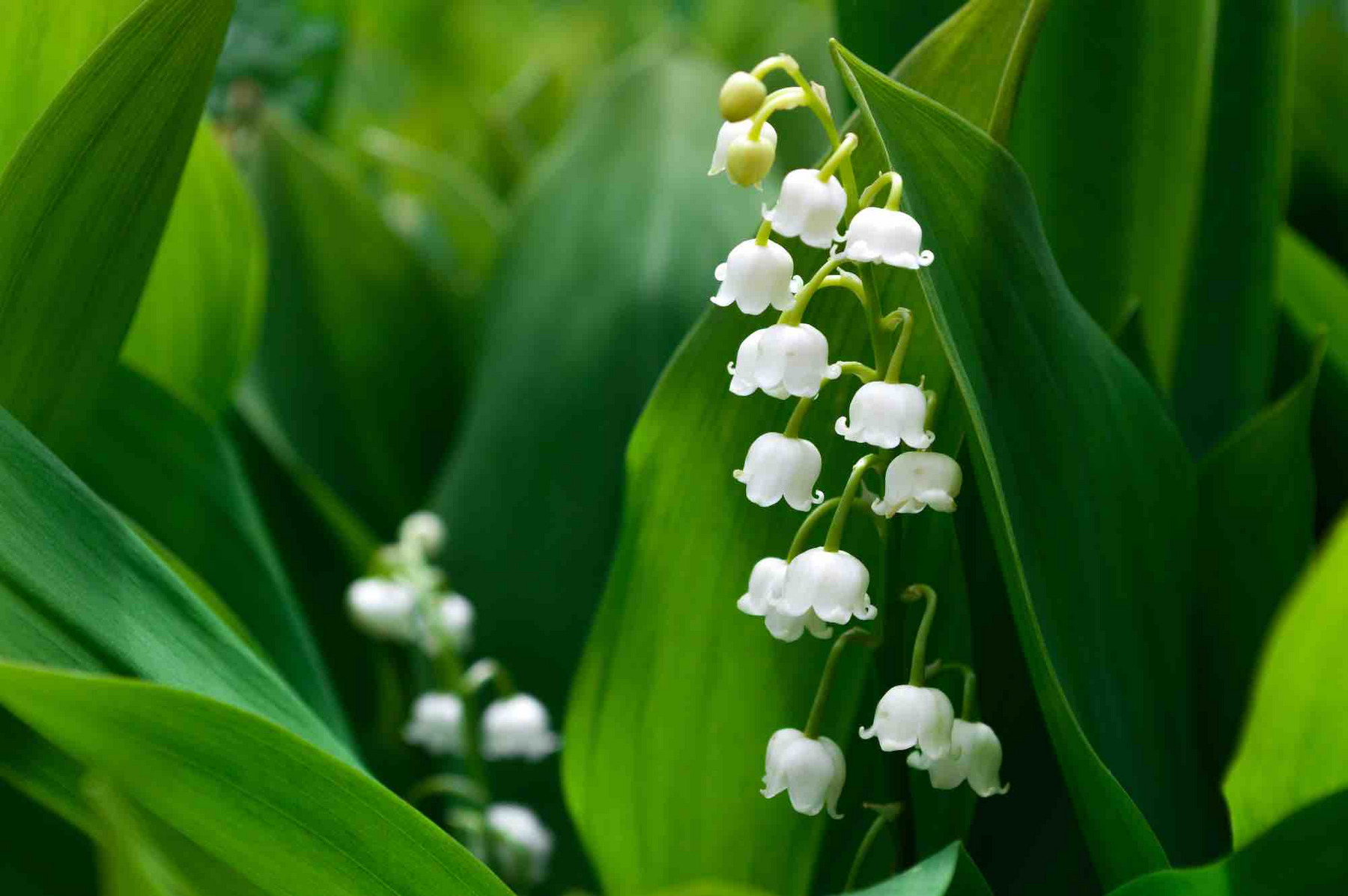 Maiglöckchen in voller Blüte