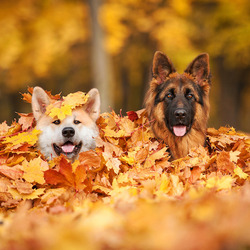 Hunde spielen im Laub