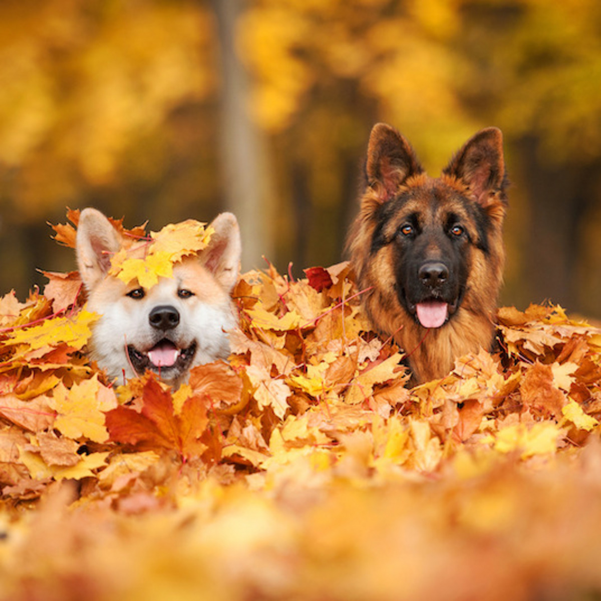 Hunde spielen im Laub