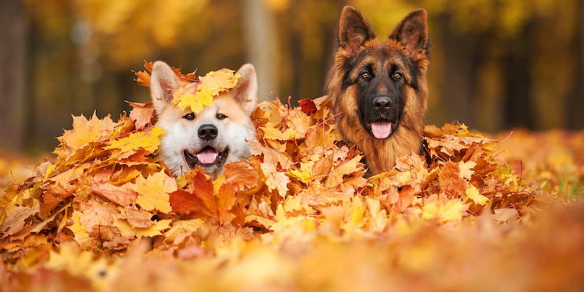 Hunde spielen im Laub