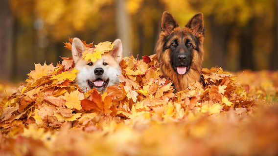 Hunde spielen im Laub