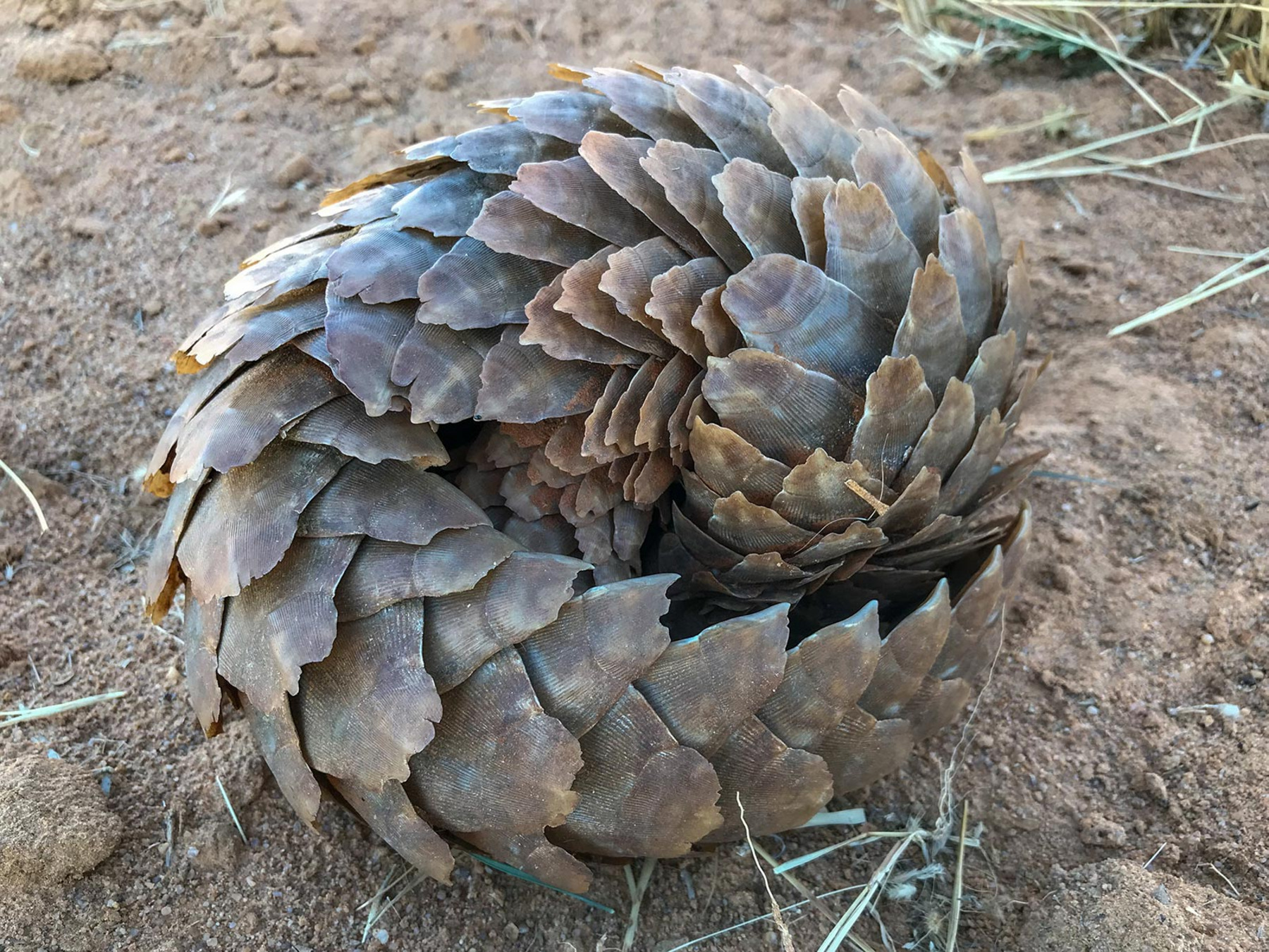 Der Pangolin: Safari in Botswana