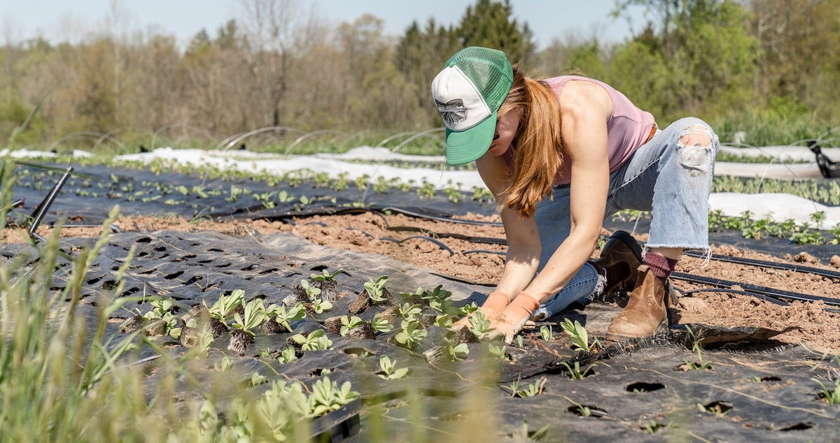 Eine Frau in pinkem Shirt und blauen Jeans kniet vor einer von ihr angelegten Plantage aus Nutzpflanzen und setzt einen Steckling ein. Im Hintergrund des Fotos erkennt man weitere Reihen von Pflanzen.