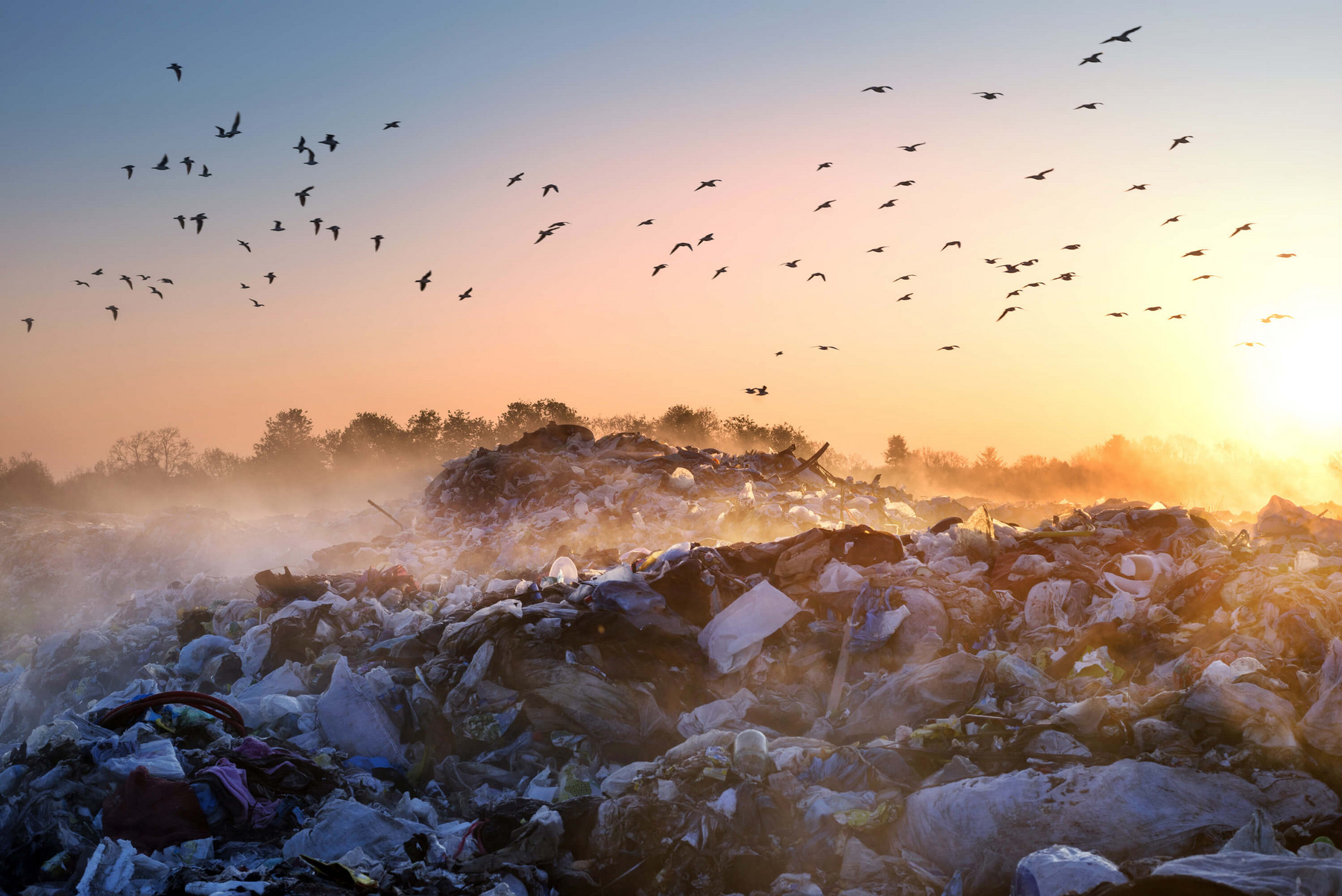 Die Sonne geht über einer großen Mülldeponie auf, die in Nebelschwaden gehüllt ist. Im Hintergrund ist Wald zu sehen. Darüber fliegen dutzende Vögel.